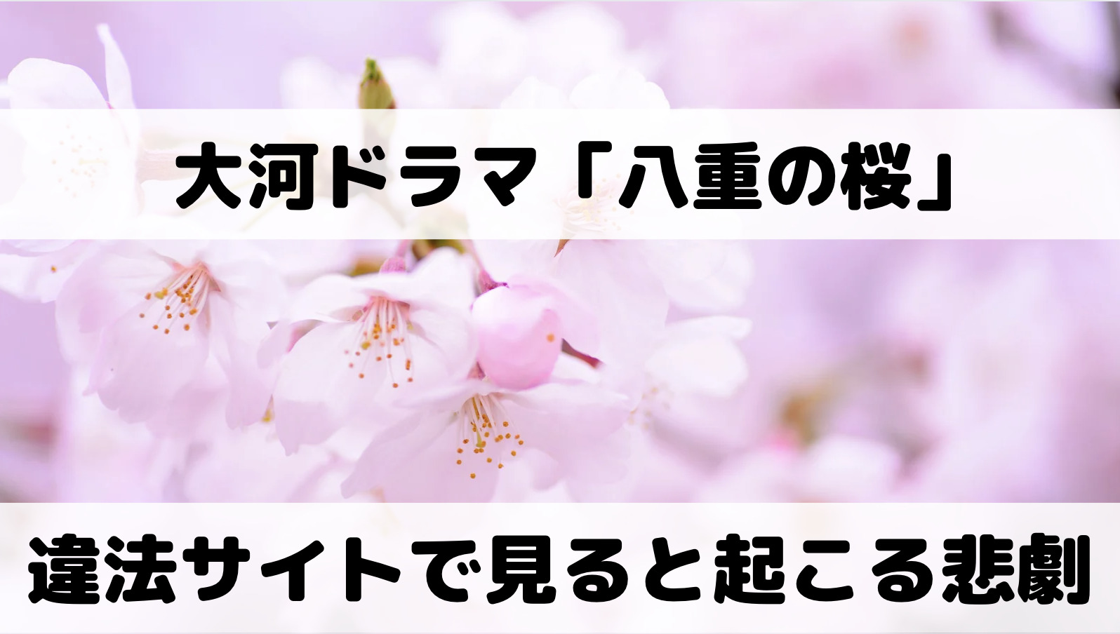 八重の桜の動画をpandora・dailymotion・9tsuで無料視聴すると起きる悲劇
